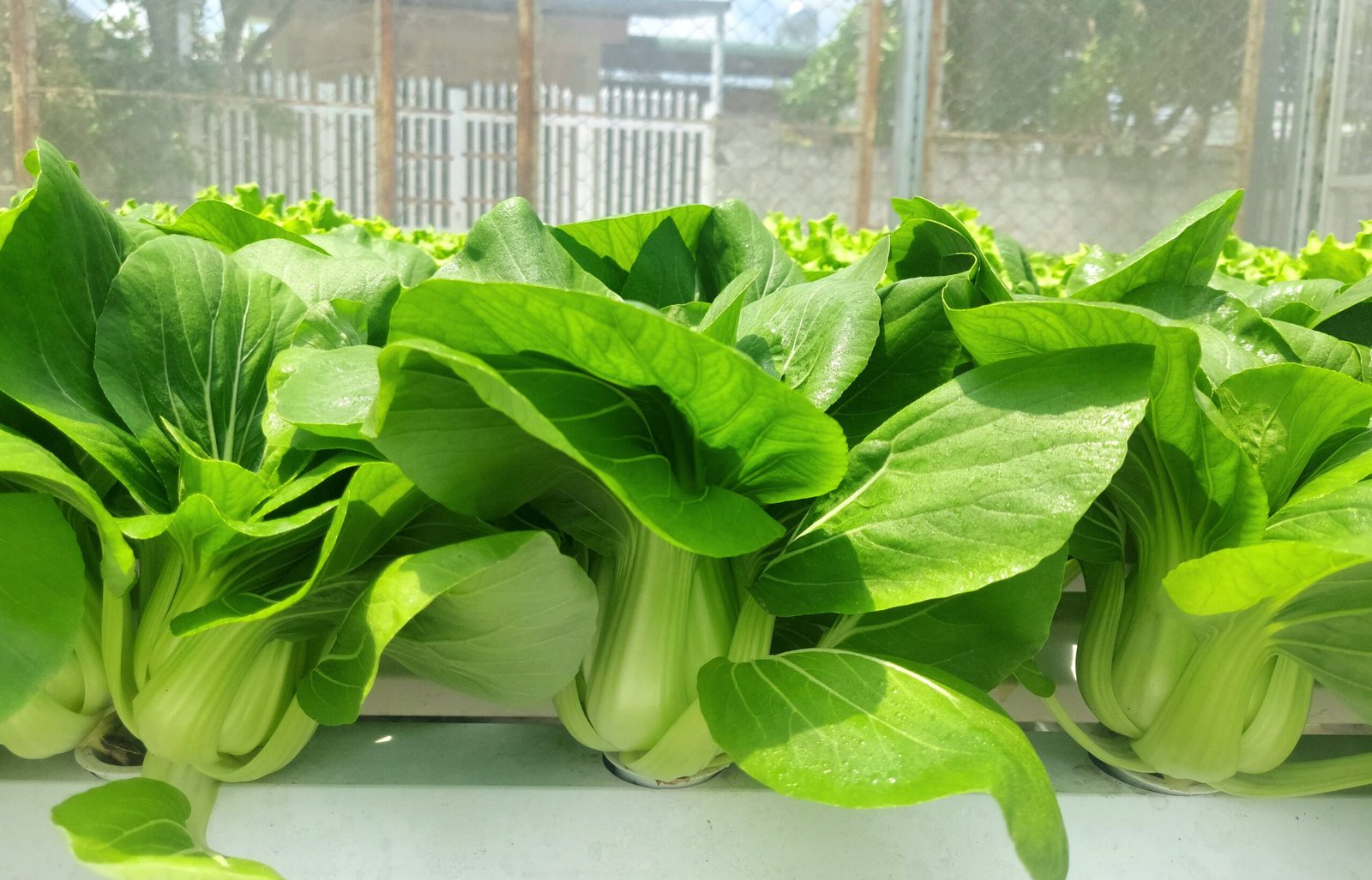 Rau cải thìa ăn sống được không?