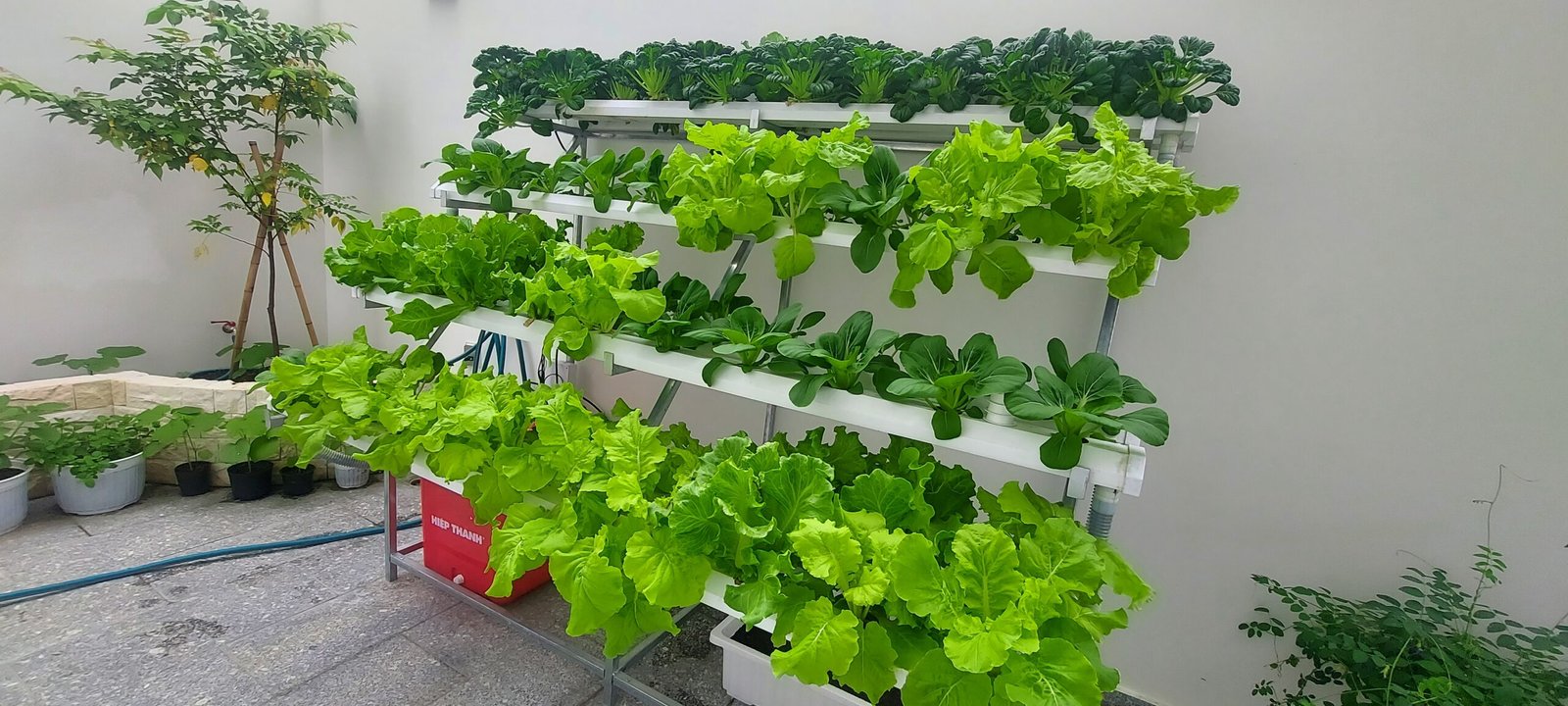 Hệ thống trồng rau sạch chỉ với 2m2 mà nhiều loại rau?