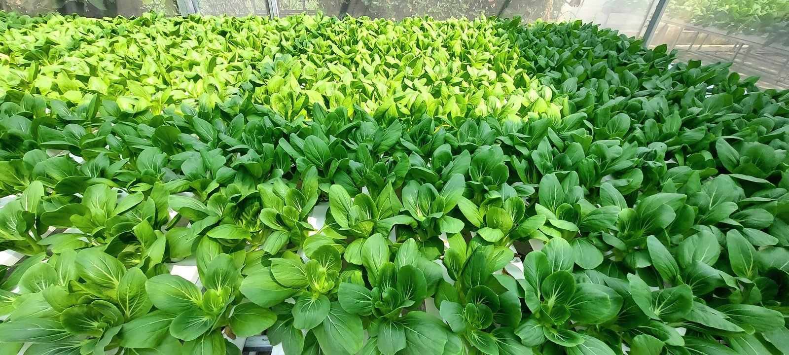 Lợi ích của cải thìa đối với sức khỏe
